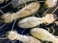 Diagnostic termites